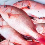 10kg BOX CLEANED RED BREAM