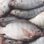 5kg BOX MEDIUM TILAPIA
