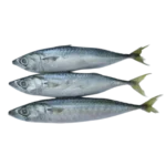 Mackeral (300-500)