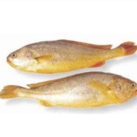 Yellow Croaker steak 10 x 1kg